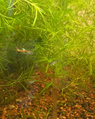 Najas guadalupensis