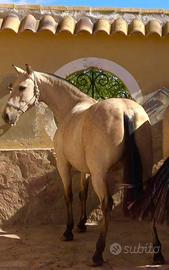 Cavalla Andalusa