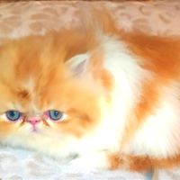 Cuccioli di gatto persiano