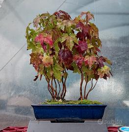 bonsai 