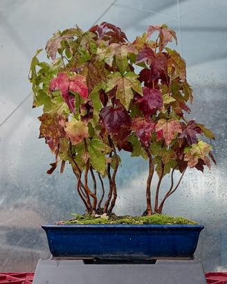bonsai 