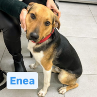 Simil bigle enea