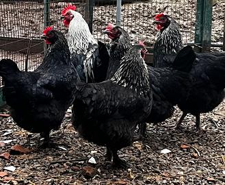 Galline Marans argento