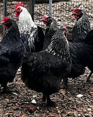 Galline Marans argento