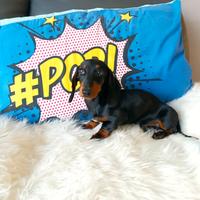 Cucciolo bassotto tedesco nano