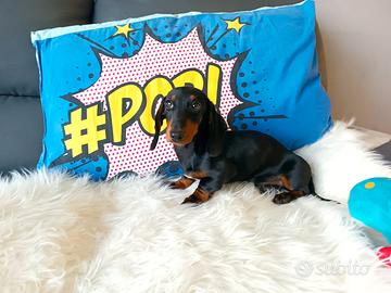 Cucciolo bassotto tedesco nano