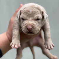 American Bully XL