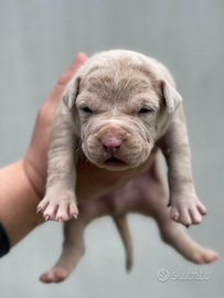 American Bully XL