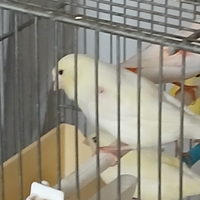 Coppia di canarini per fine cova, 2024