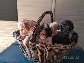 Cuccioli di lagotto romagnolo
