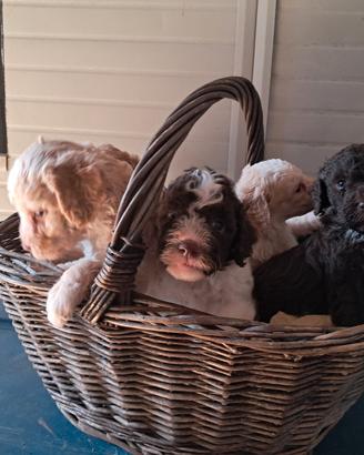 Cuccioli di lagotto romagnolo