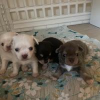 Cuccioli chihuahua pedigree