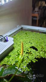 piante acquatiche 