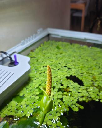 piante acquatiche 
