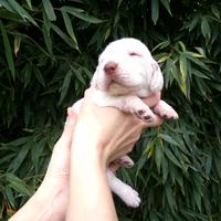 Cuccioli di Spinone Italiano maschi e femmine