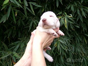 Cuccioli di Spinone Italiano maschi e femmine