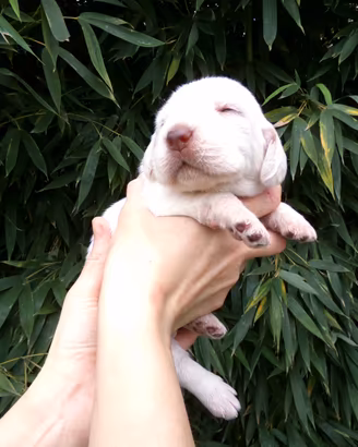 Cuccioli di Spinone Italiano maschi e femmine
