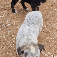 Cuccioli incrocio