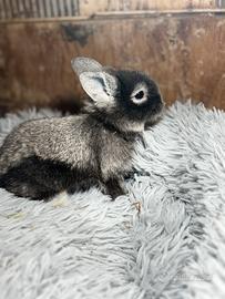 Coniglio nano 1 mese argenteo