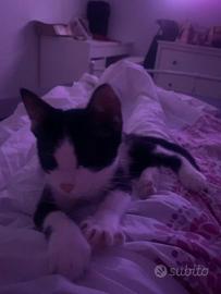 Piccola gattina