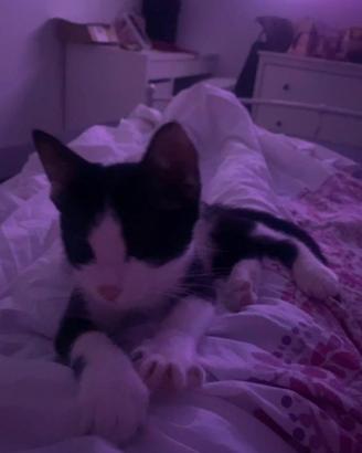 Piccola gattina