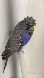 Bf portatore di hagaromo