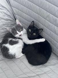 Due gattine in ADOZIONE