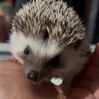 Riccio africano con teca inclusa