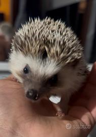 Riccio africano con teca inclusa