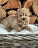 cucciolata-di-maltipoo-maschi-e-femmine