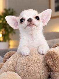 Chihuahua maschietto mini