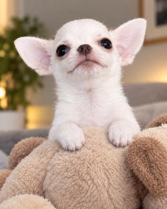 Chihuahua maschietto mini