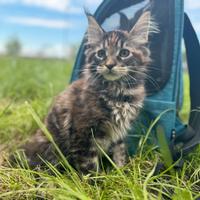 Cuccioli Maine coon