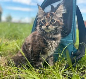 Cuccioli Maine coon