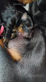 Dobermann - appena nati, linee selezionate