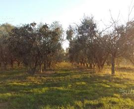 Terreno con Uliveto e Frutti