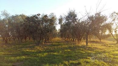 Terreno con Uliveto e Frutti