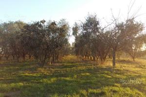 Terreno con Uliveto e Frutti