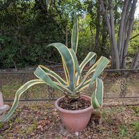 Agave americana in vaso