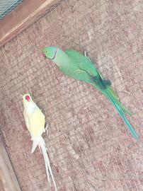 Parrocchetto dal collare