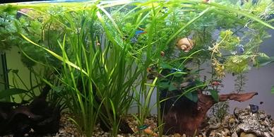 Pesciolini per Acquario d'acqua dolce (Guppy)