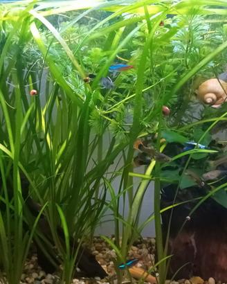 Pesciolini per Acquario d'acqua dolce (Guppy)