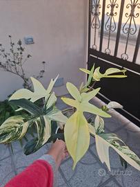 philodendro Florida beaty