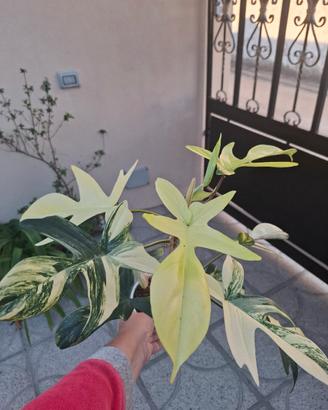 philodendro Florida beaty