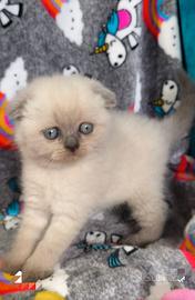 Gattini scottish fold