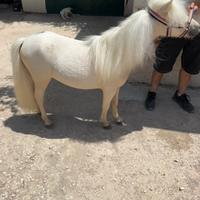 Mini pony