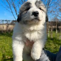 Montagna dei Pirenei