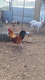 Gallo di due anni