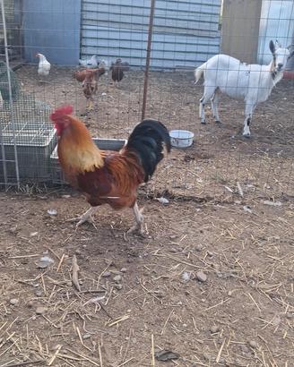 Gallo di due anni