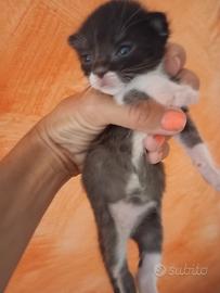 Cuccioli di gatto